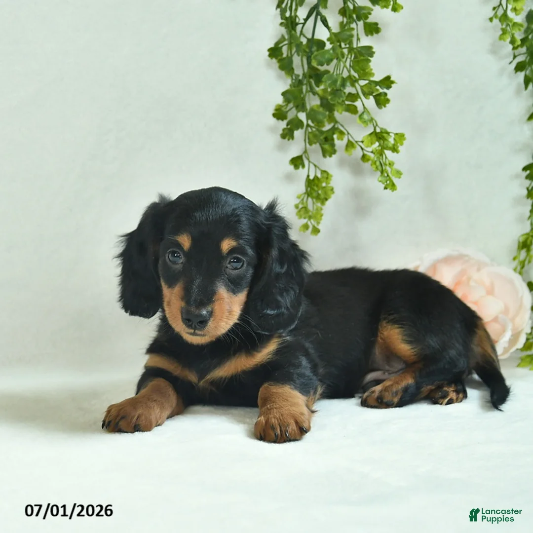 Miniature Dachshund dogs for sale: Garrett - Ad 5