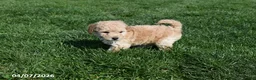 Bichpoo dogs for sale: Brooklyn - Ad 4
