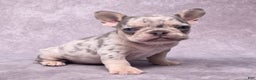 French Bulldog dogs for sale: Millie - Ad 8