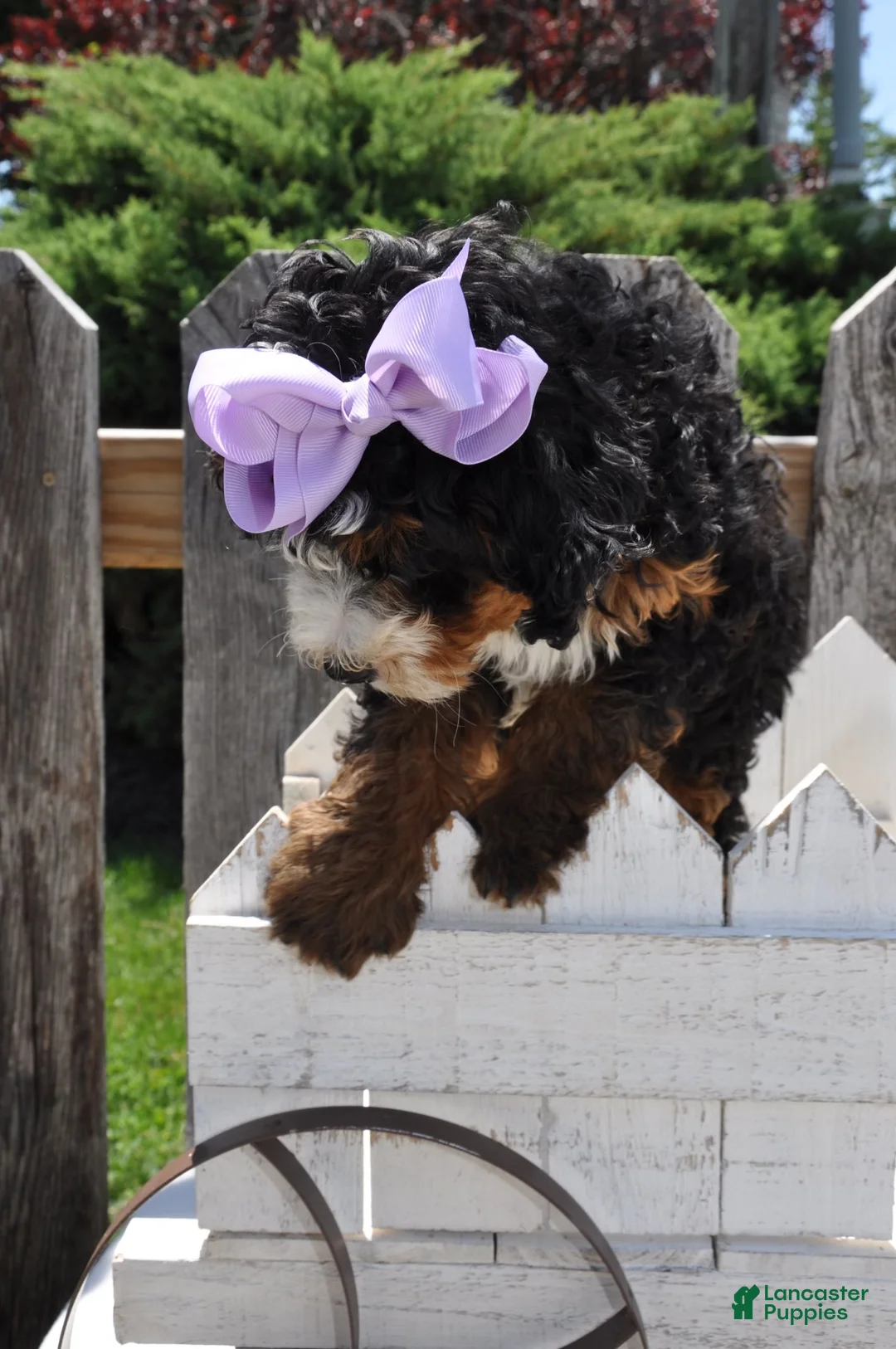 Mini Bernedoodle dogs for sale: Ms. Bella - Ad 2