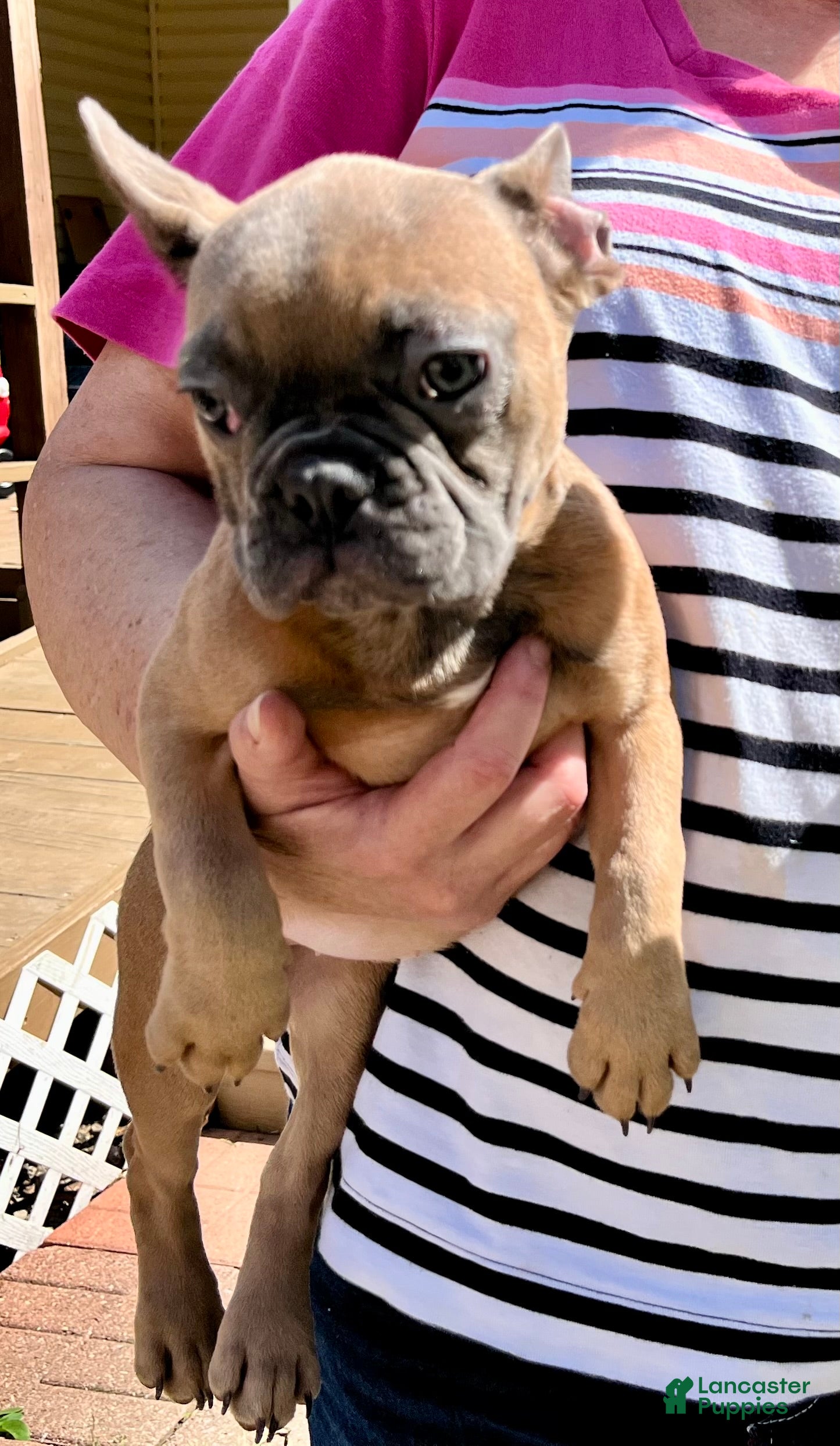 French Bulldog dogs French Bulldog Puppy 7 - Ad 6