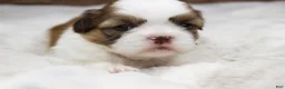 Shih Tzu dogs for sale: Molly - Ad 2