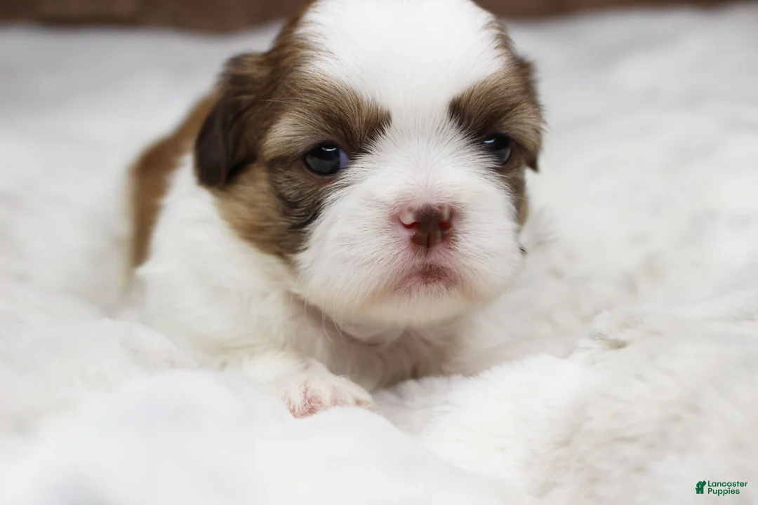 Shih Tzu dogs for sale: Molly - Ad 2