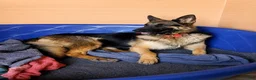 German Shepherd dogs for sale: Pinki  - Ad 3