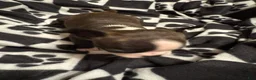 Boston Terrier dogs for sale: Sleepy-Brindle & White - Ad 2
