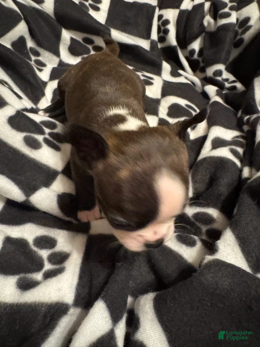 Boston Terrier dogs for sale: Sleepy-Brindle & White - Ad 2
