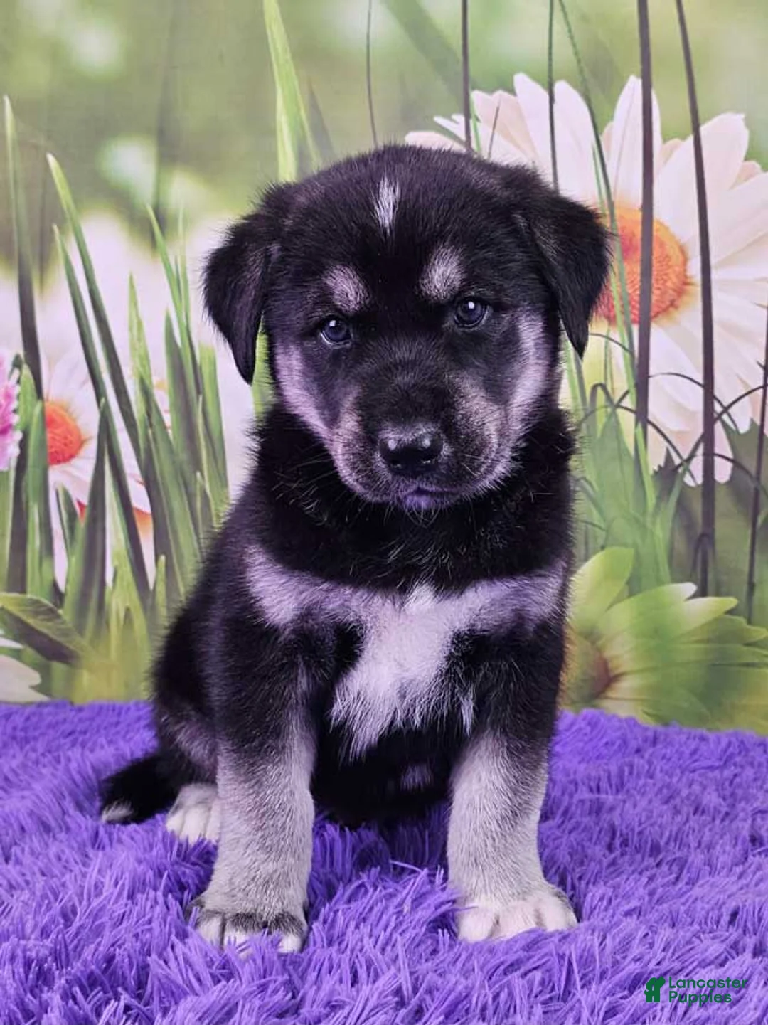 Goberian dogs for sale: Waldi - Ad 1