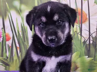 Goberian dogs Waldi - Ad 16