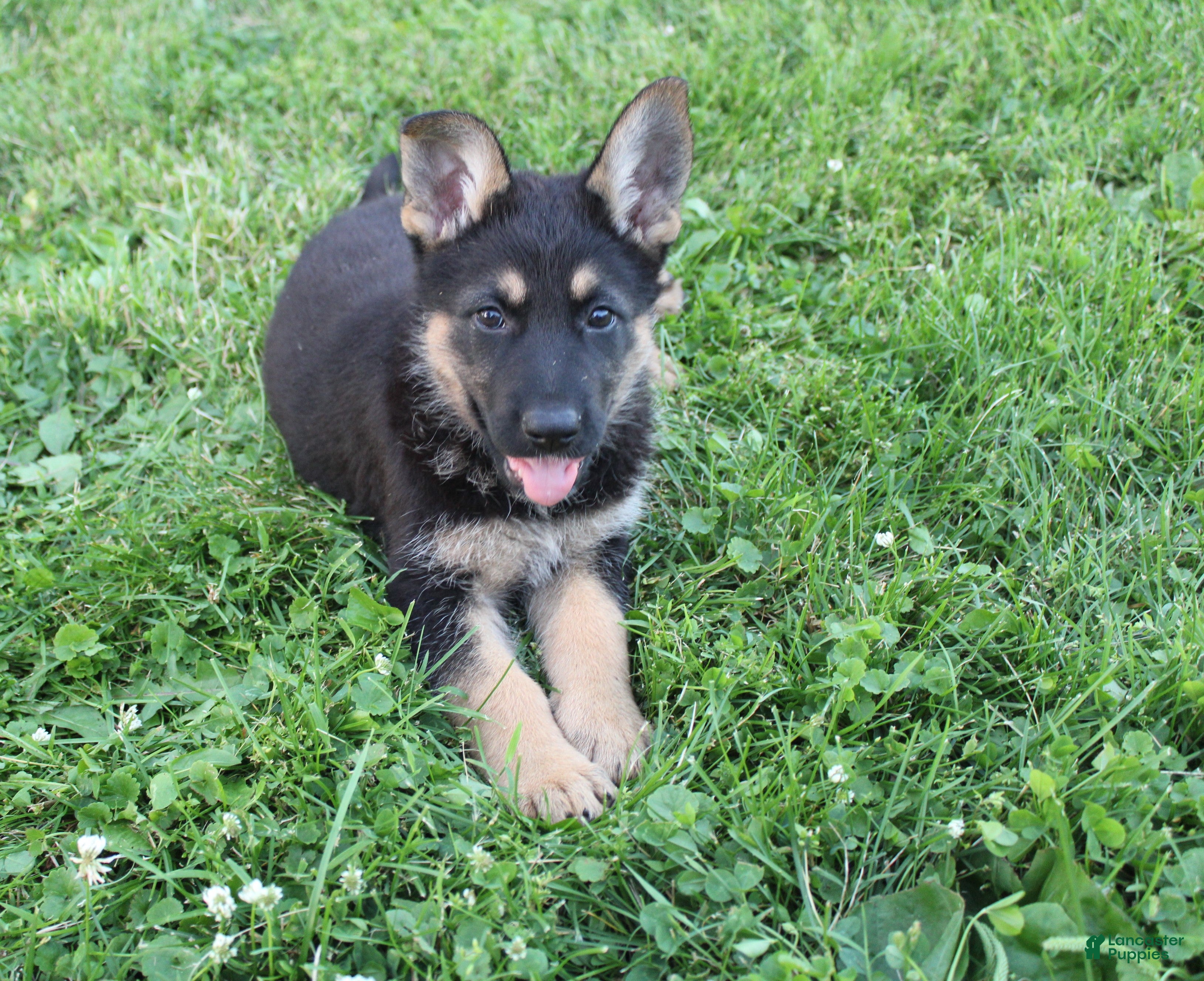 German Shepherd dogs Max - Ad 40