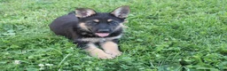 German Shepherd dogs for sale: Max - Ad 1