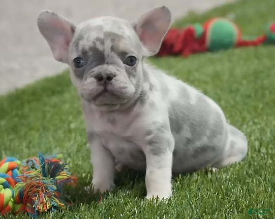 French Bulldog dogs Cory - Ad 2