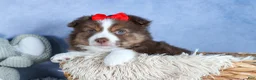 Miniature Australian Shepherd dogs for sale: ELVIS - Ad 5