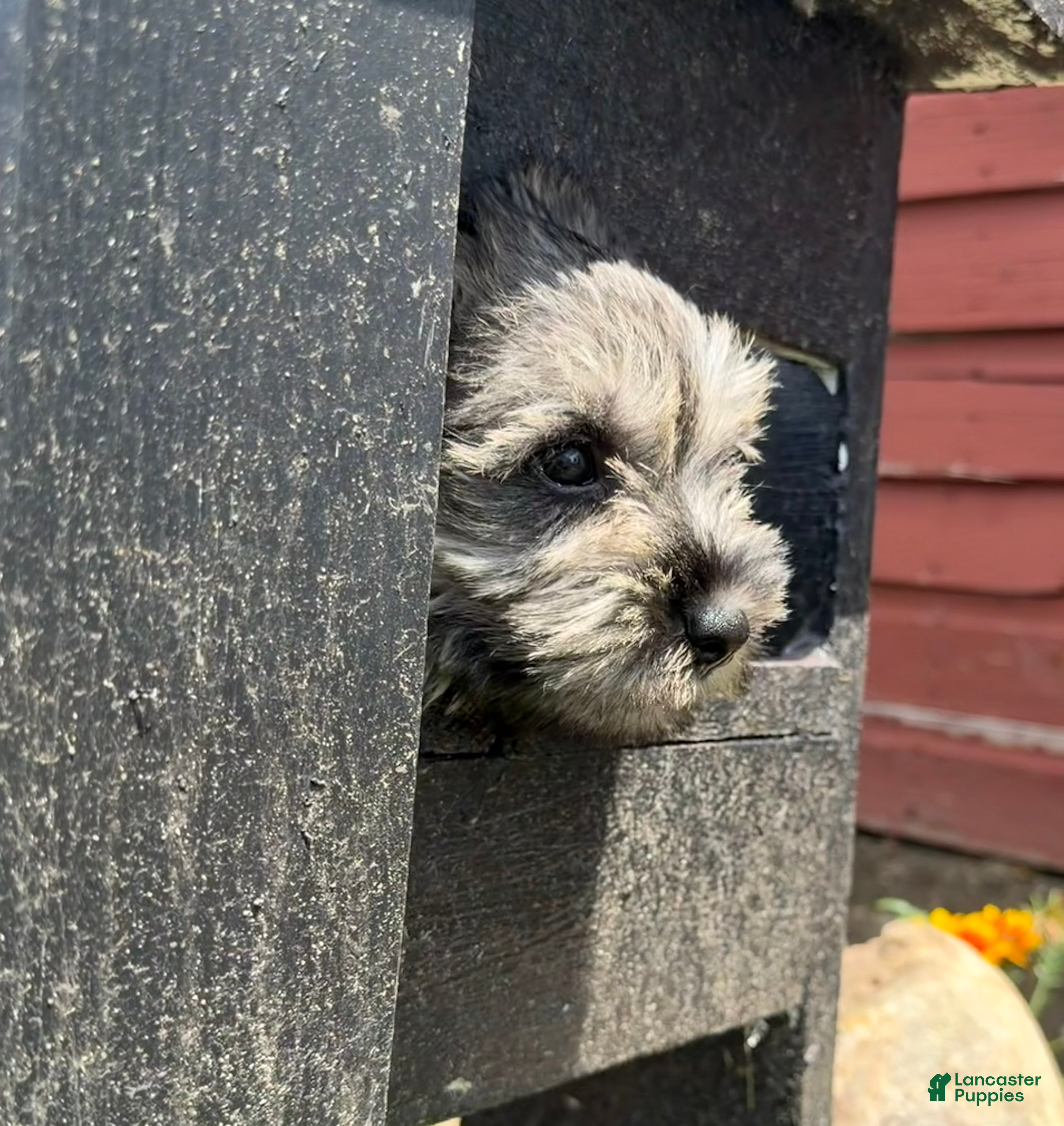 Miniature Schnauzer dogs Sophie - Ad 2