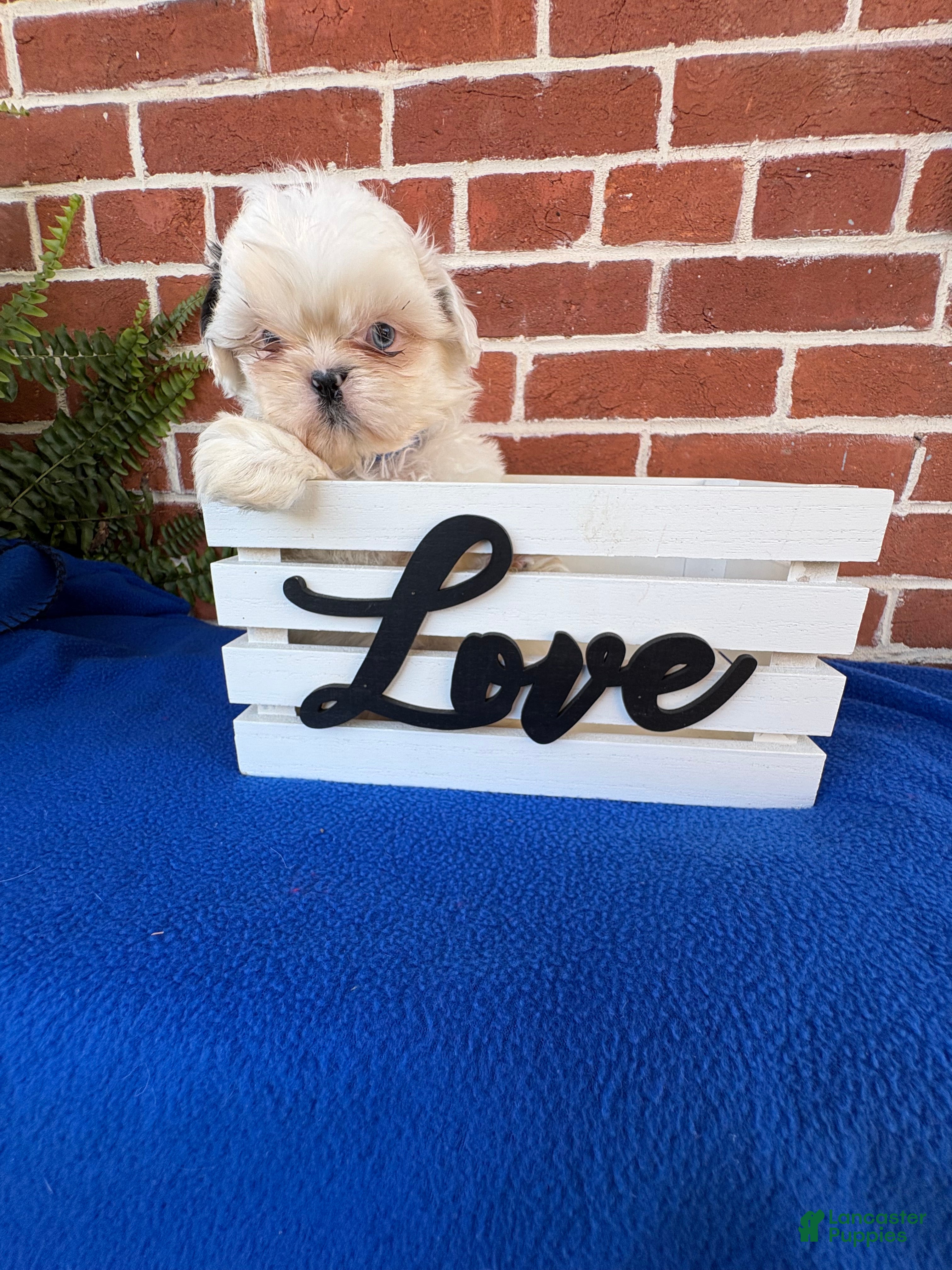 Shih Tzu dogs for sale: Pokie - Ad 2