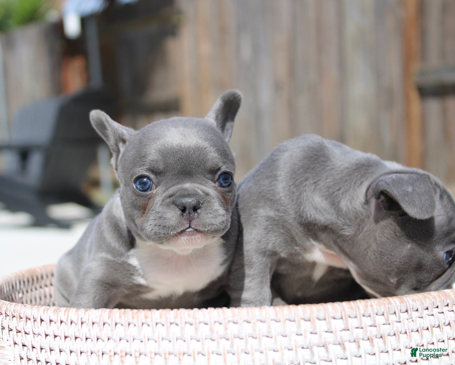 French Bulldog dogs French Bulldog Puppy 4 - Ad 7