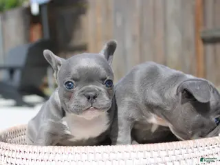 French Bulldog dogs French Bulldog Puppy 4 - Ad 7