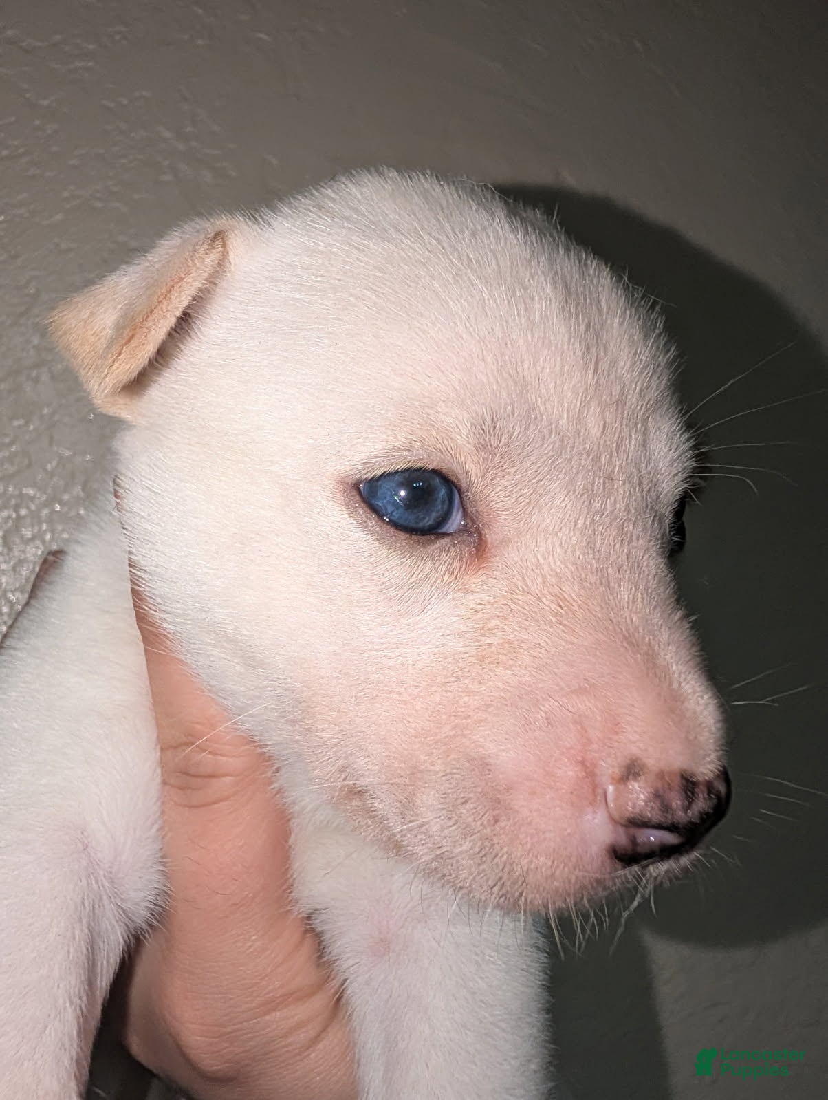 Pitsky dogs Stella - Ad 2