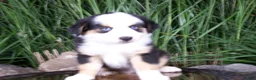 Miniature Australian Shepherd dogs for sale: Rex - Ad 5