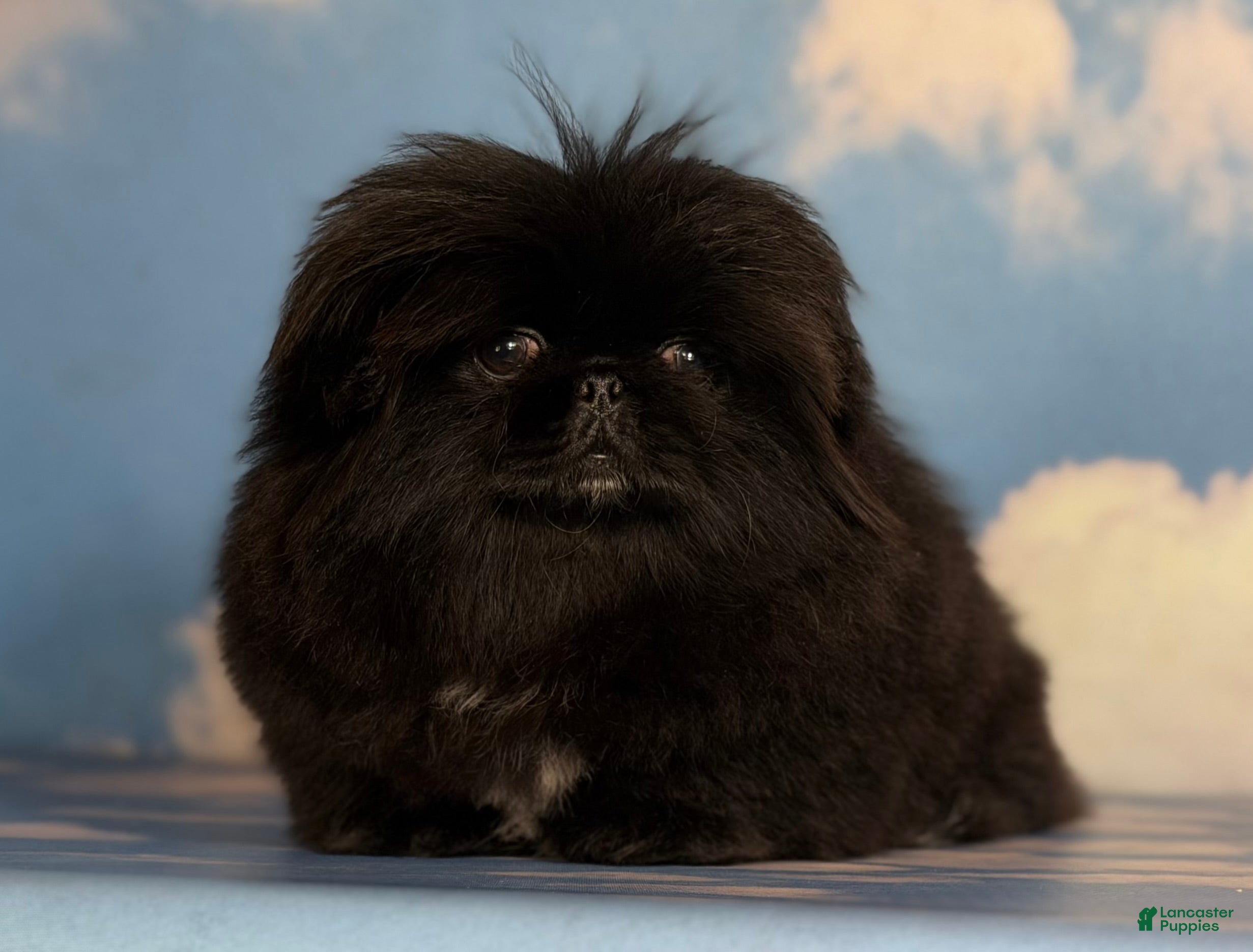 Pekingese dogs AKC DNA OFA Pablo - Ad 3