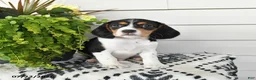 Beaglier dogs for sale: Milo - Ad 3