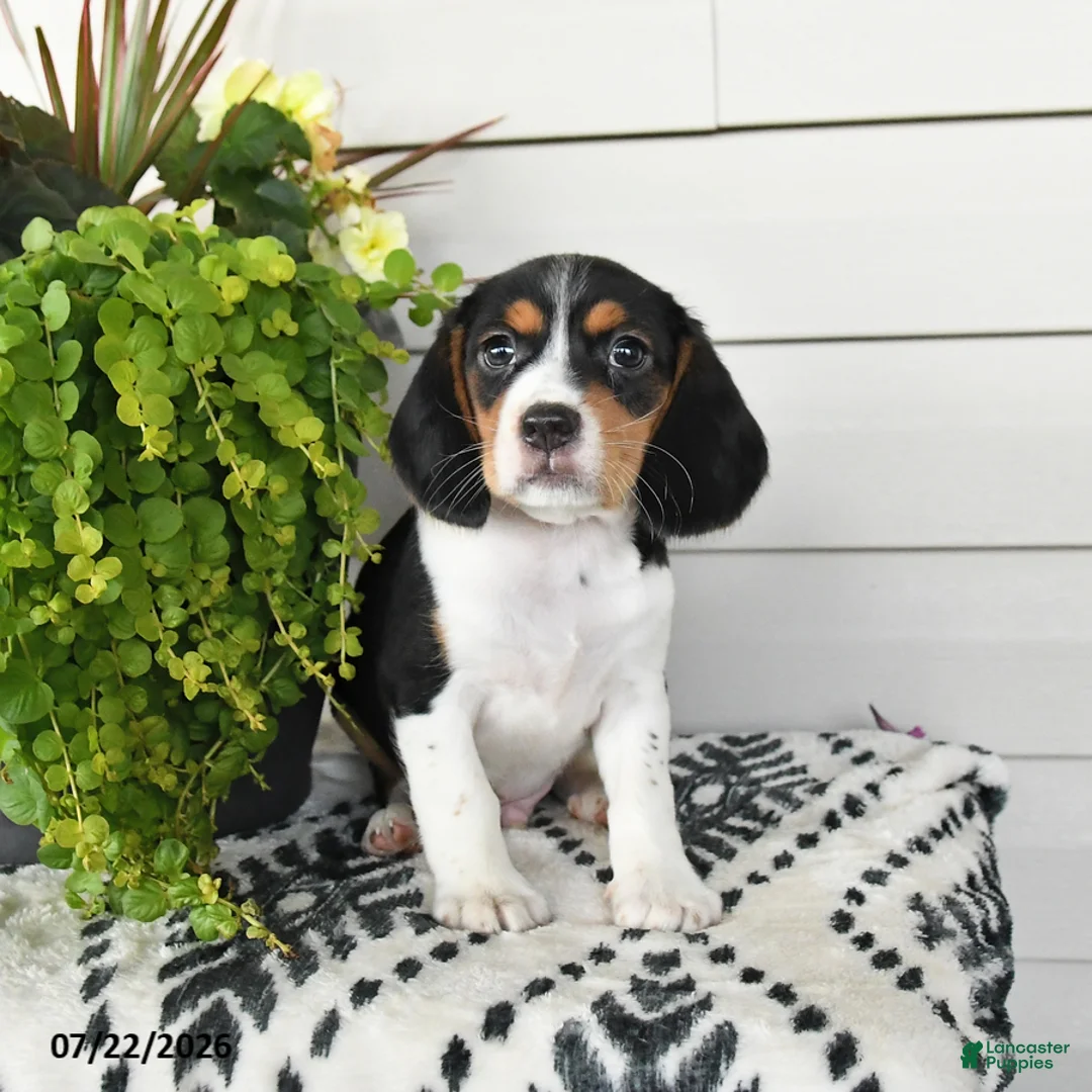 Beaglier dogs for sale: Milo - Ad 3