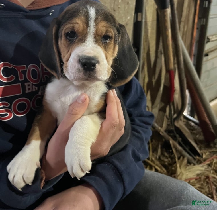 Mixed Breed dogs Bear - Ad 6