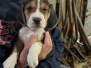 Mixed Breed dogs Bear - Ad 6