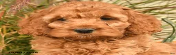 Cockapoo dogs for sale: Jep - Ad 4