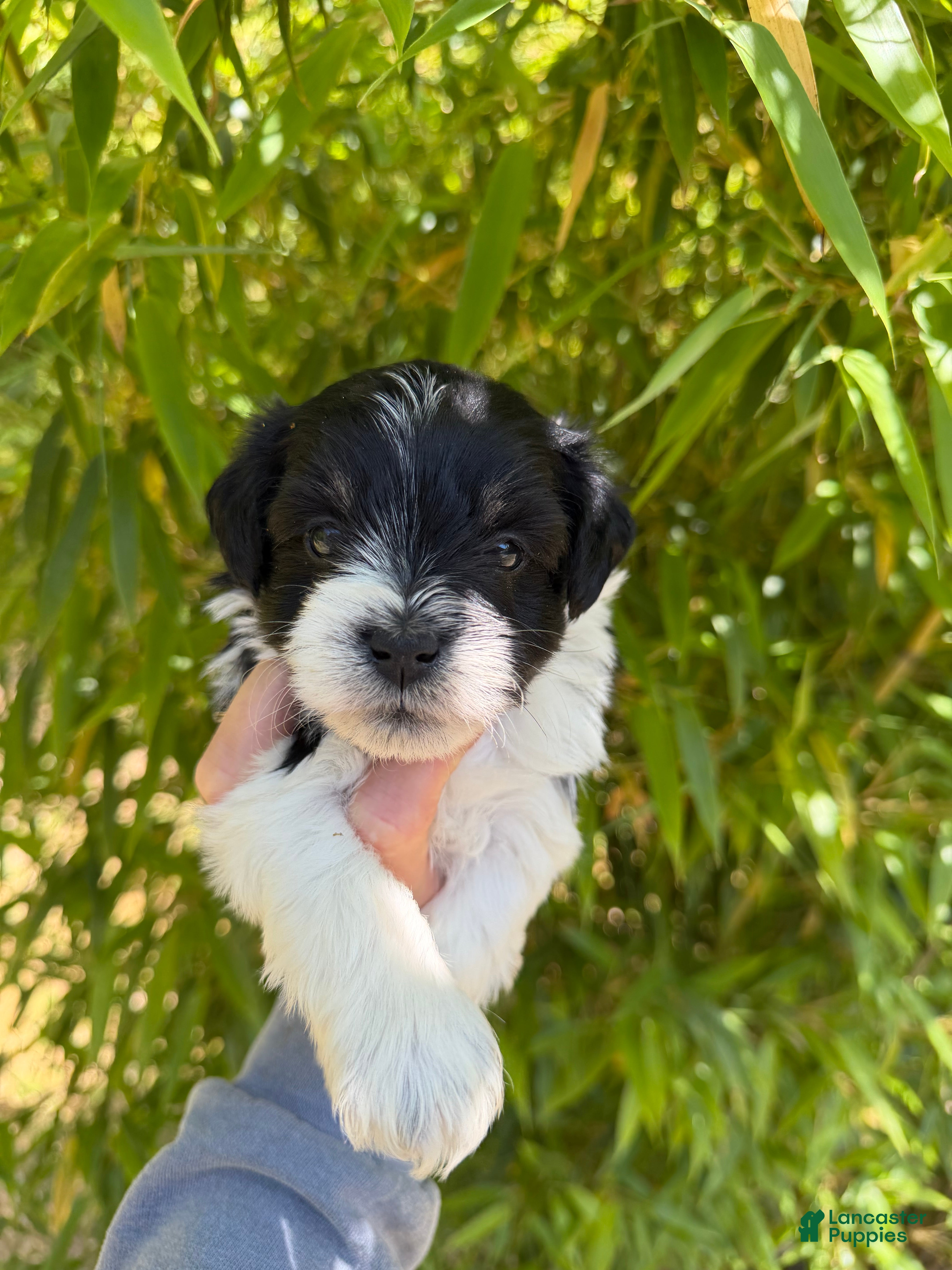Miniature Schnauzer dogs Miniature Schnauzer Puppy 2 - Ad 36