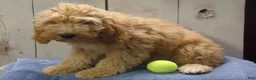Cockapoo dogs for sale: Baxter - Ad 2