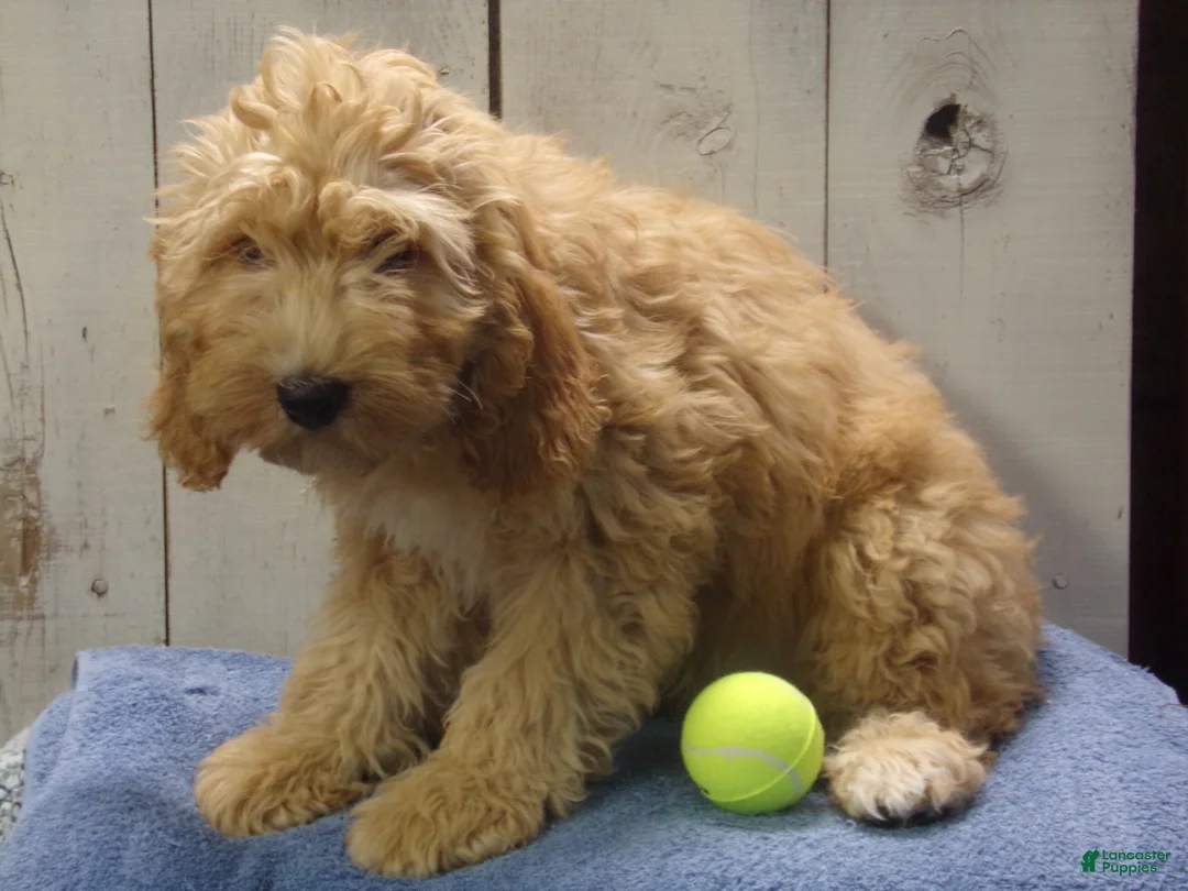 Cockapoo dogs for sale: Baxter - Ad 2