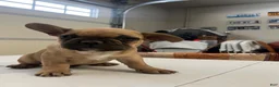 French Bulldog dogs for sale: French Bulldog Puppy 1 - Ad 1