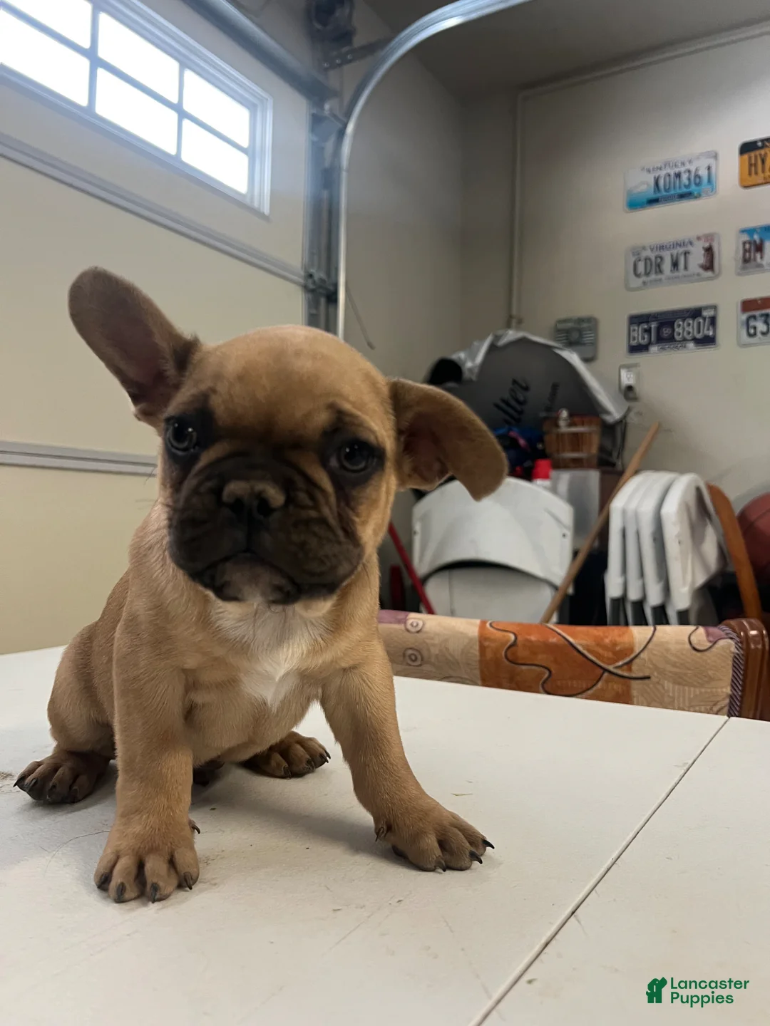 French Bulldog dogs for sale: French Bulldog Puppy 1 - Ad 1