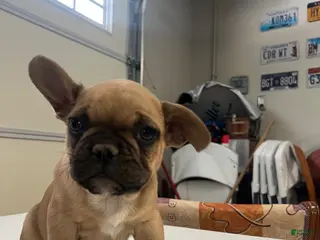 French Bulldog dogs for sale: French Bulldog Puppy 1 - Ad 4