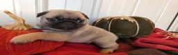 Pug dogs for sale: Pug 1 Tweety - Ad 6