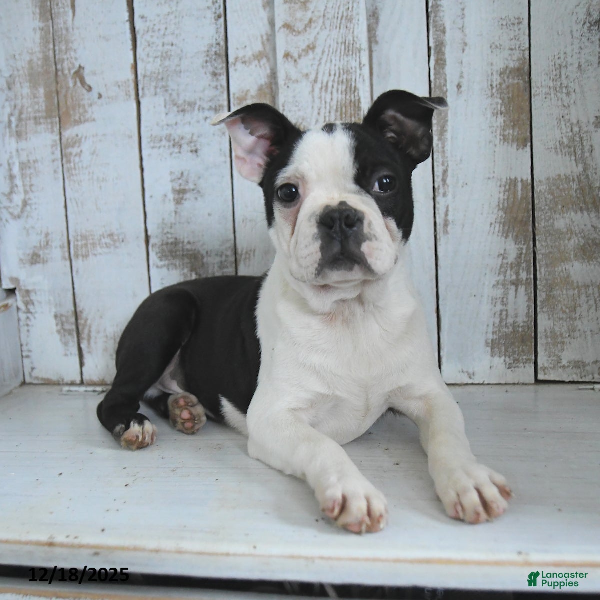 Boston Terrier dogs Naveen - Ad 7