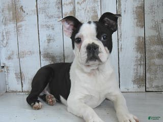 Boston Terrier dogs Naveen - Ad 38