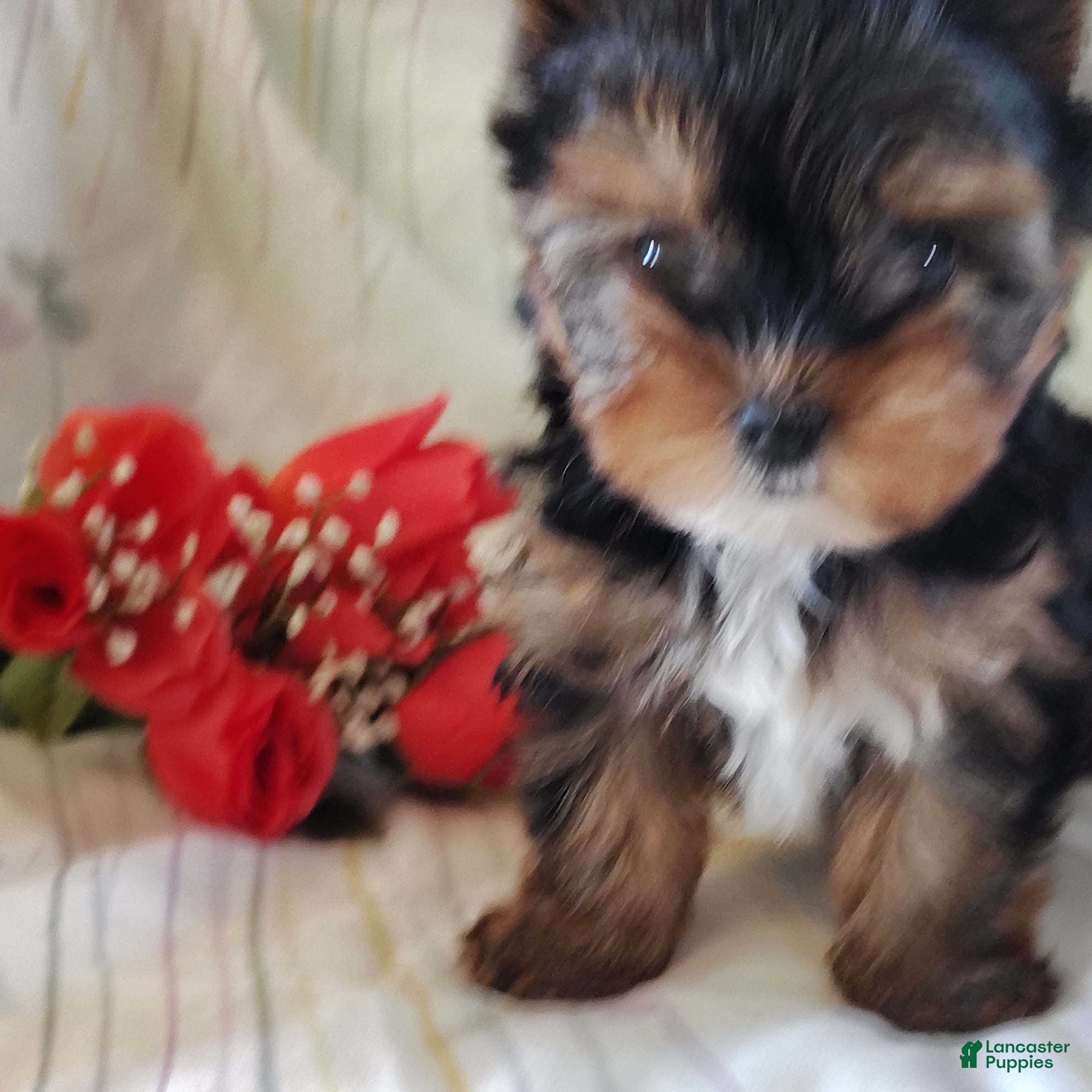 Yorkshire Terrier dogs Sasha - Ad 2