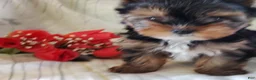 Yorkshire Terrier dogs for sale: Sasha - Ad 2
