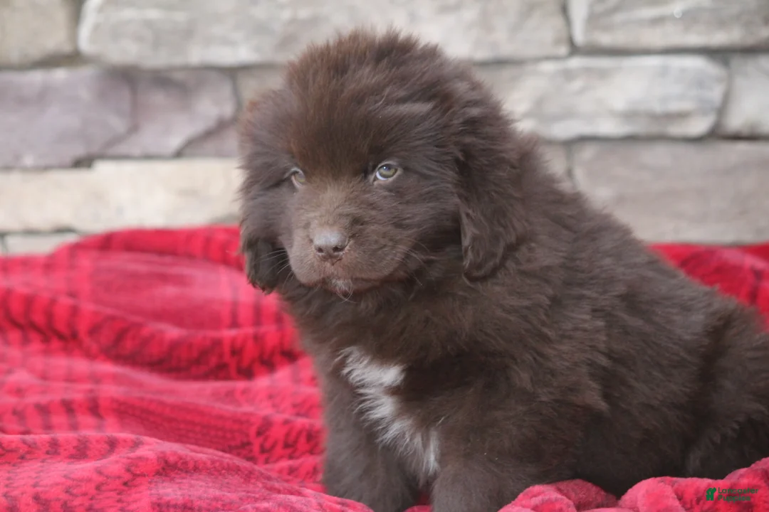 Newfoundland dogs for sale: Pansy  - Ad 13
