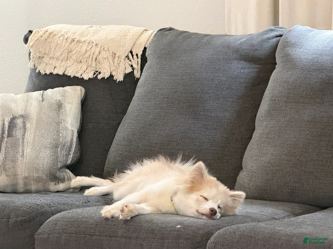 Pomsky dogs for sale: Baloo - Ad 2