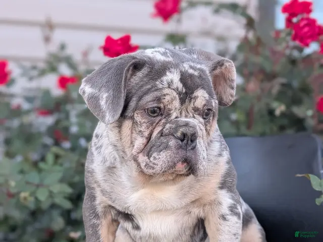 French Bulldog dogs for sale: Falcon - Ad 2