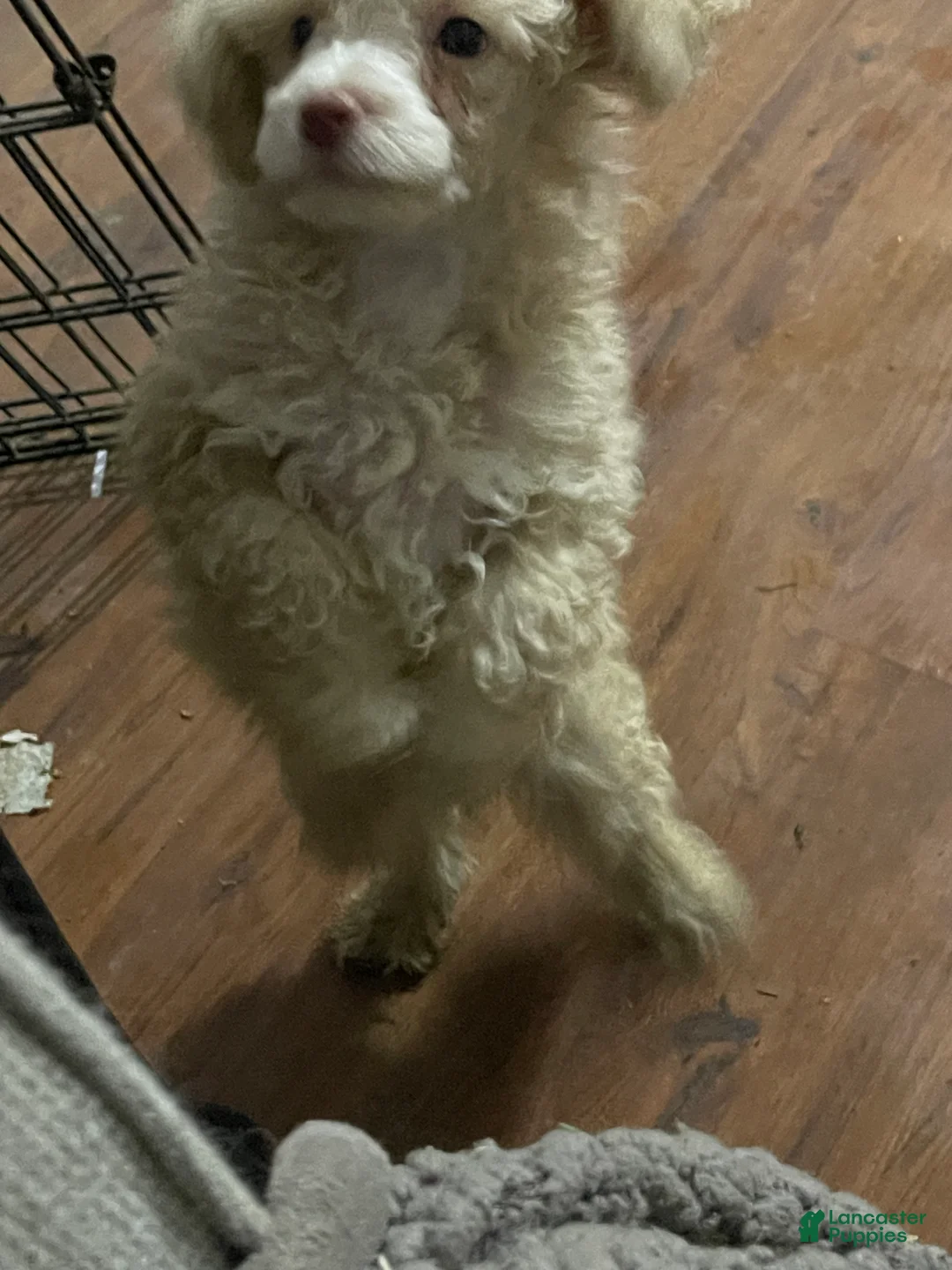 Miniature Poodle dogs for sale: Miniature Poodle 1 - Ad 2
