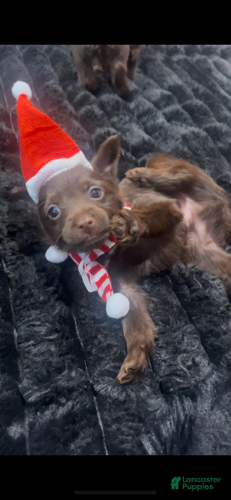 Yorkiepoo dogs Yorkiepoo Puppy 2 - Ad 15