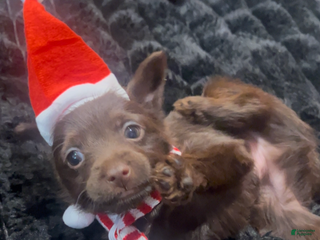 Yorkiepoo dogs Yorkiepoo Puppy 2 - Ad 18