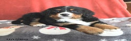 Bernese Mountain Dog dogs for sale: Betsy - Ad 4