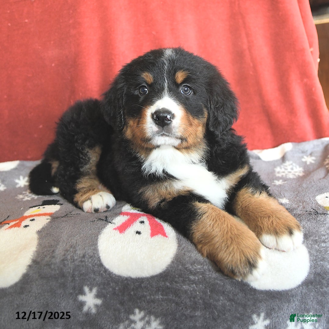Bernese Mountain Dog dogs for sale: Betsy - Ad 4