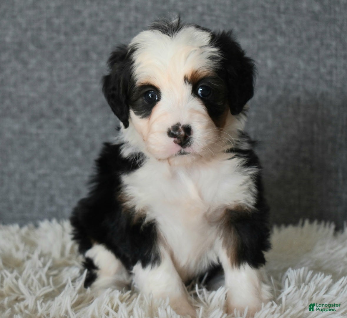 Mini Bernedoodle dogs Mindy - Ad 13