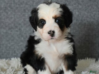 Mini Bernedoodle dogs Mindy - Ad 9