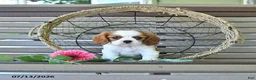 Cavalier King Charles Spaniel dogs for sale: Baxton - Ad 2